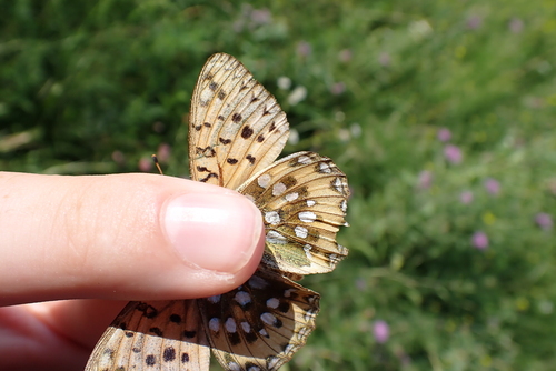 Dark Green Fritillary