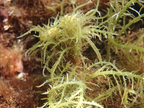 Hypnea observed 2026-07-31