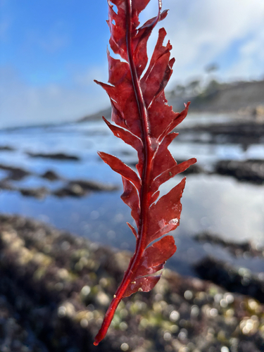 Erythrophyllum delesserioides observed 2026-07-31