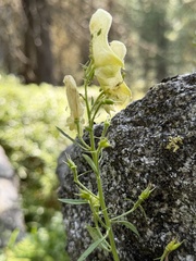 Aconitum lycoctonum, photograph (c) Katrin Simon, some rights reserved (CC BY)