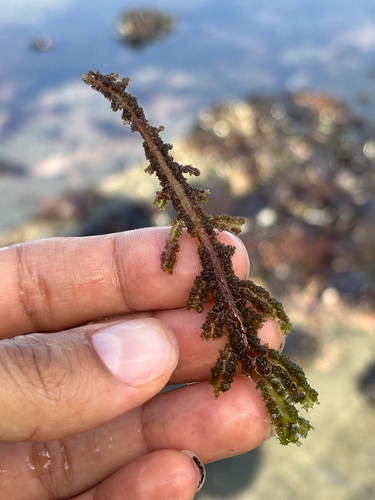 Neoptilota californica, 2026-07-31