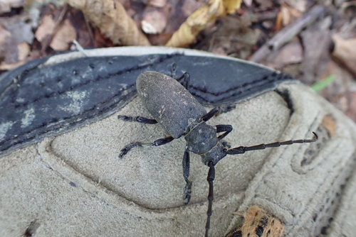 Weaver beetle