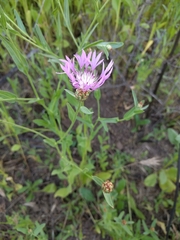 Centaurea diluta