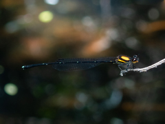 Prodasineura croconota