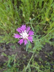 Centaurea diluta