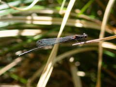Prodasineura autumnalis