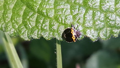 Cosmopepla conspicillaris