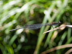 Prodasineura autumnalis