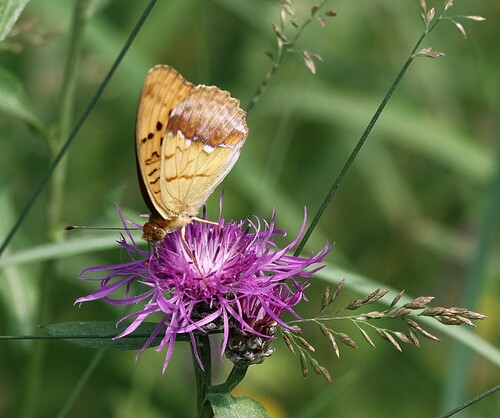 Pallas's Fritillary