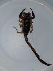 Centruroides gracilis