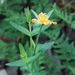 Small St John's Wort - Photo (c) Matthew Lincoln, some rights reserved (CC BY-NC), uploaded by Matthew Lincoln