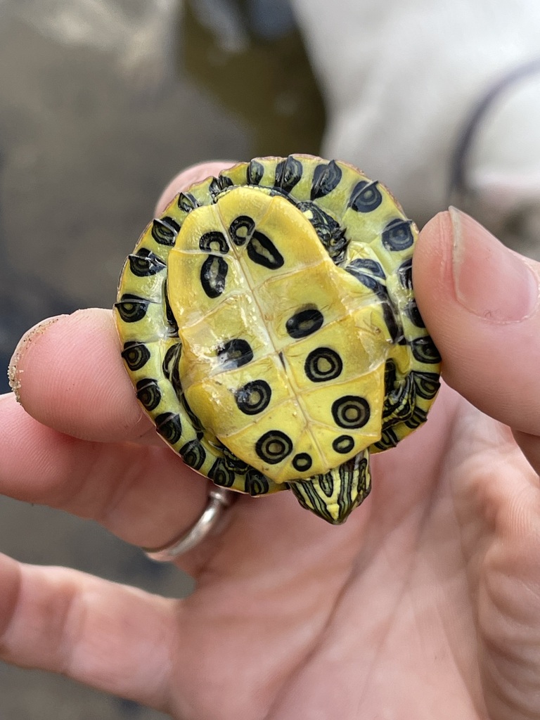 Underside view showing the Red-Eared Slider plastron
