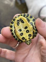 Red-Eared Slider luminous yellow-green underside photographed by Rachel Stepek