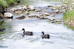 Anas platyrhynchos