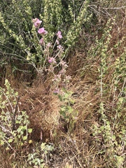 Malacothamnus hallii