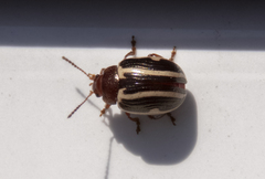 Calligrapha bidenticola