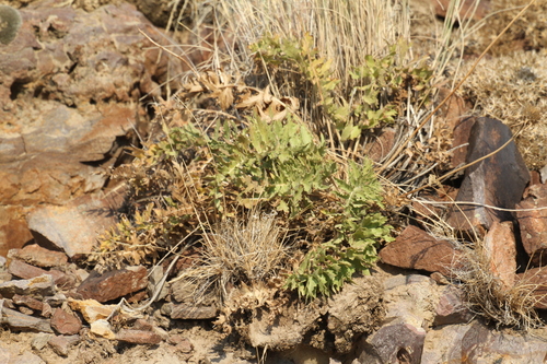 Balsamorhiza hookeri, 2026-07-24