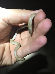 Sonora taylori