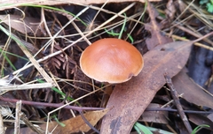 Marasmius elegans