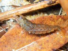 Caridina cantonensis