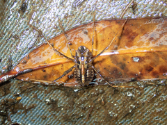 Macromia katae