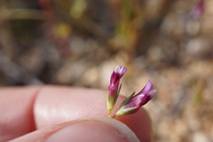 Trifolium gracilentum