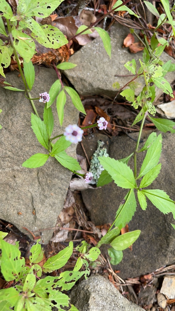 Tiny purplish Lanceleaf Frogfruit flowers growing among stones near the water