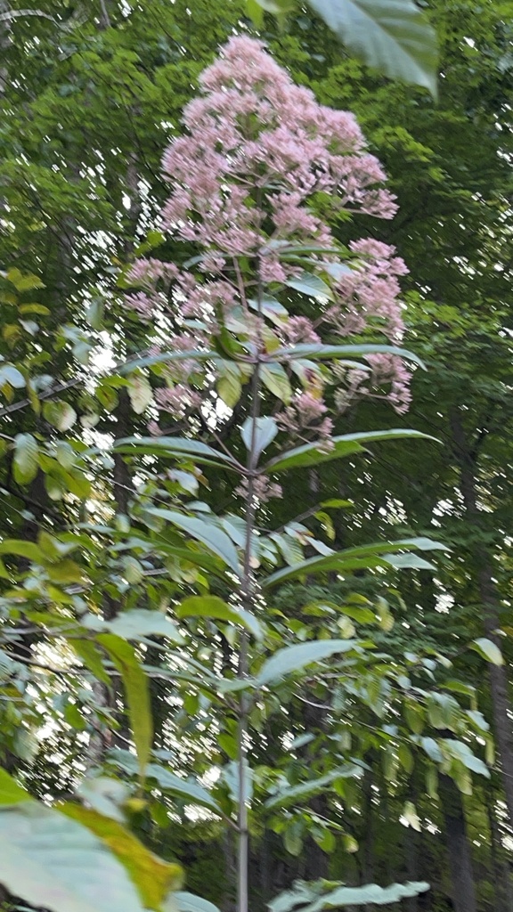 Tall Hollow Joe-Pye Weed crowned with soft pink flower clusters