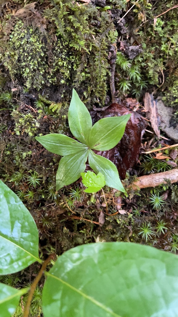Cucumber root plant with a whorl of broad leaves beside moss and decaying wood
