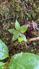 Cucumber Root leaf whorl beside moss and decaying wood