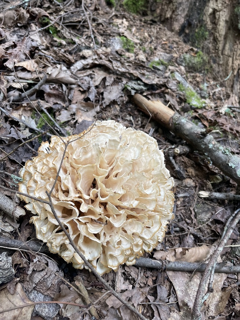 Cream Eastern Cauliflower Mushroom with curled ribbonlike branches