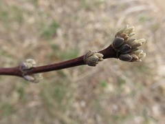 Acer negundo violaceum