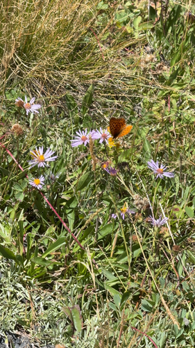iNaturalist observation photo of Mormon Fritillary