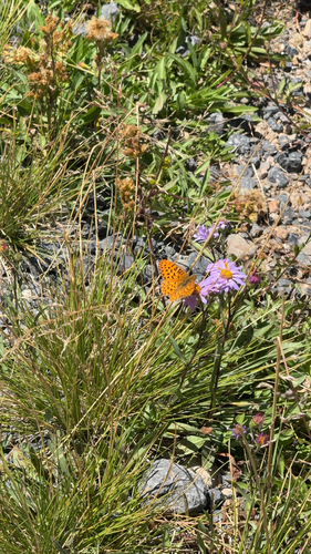 iNaturalist observation photo of Mormon Fritillary