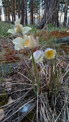 Pulsatilla patens