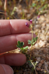 Trifolium gracilentum
