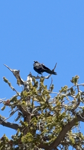 iNaturalist observation photo of Common Raven