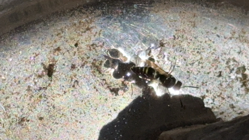 iNaturalist observation photo of Ancistrocerus bustamente