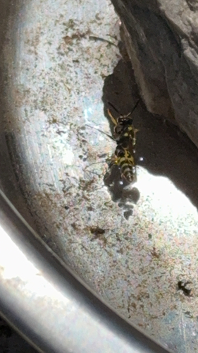 iNaturalist observation photo of Western Yellowjacket