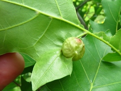 Dryocosmus quercuspalustris