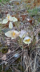 Pulsatilla patens
