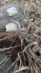 Pulsatilla patens