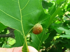 Dryocosmus quercuspalustris
