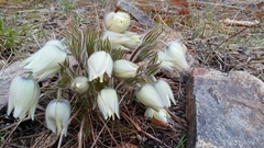 Pulsatilla patens