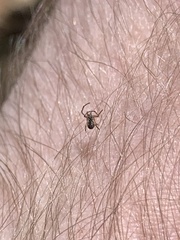 Araneae