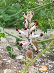 Fumaria flabellata
