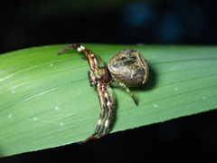 Strigoplus guizhouensis