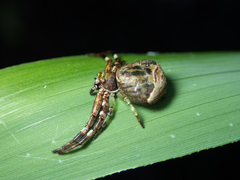 Strigoplus guizhouensis