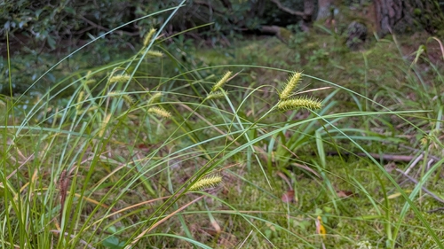Carex baileyi observed 2026-07-30