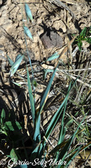 Avena sativa